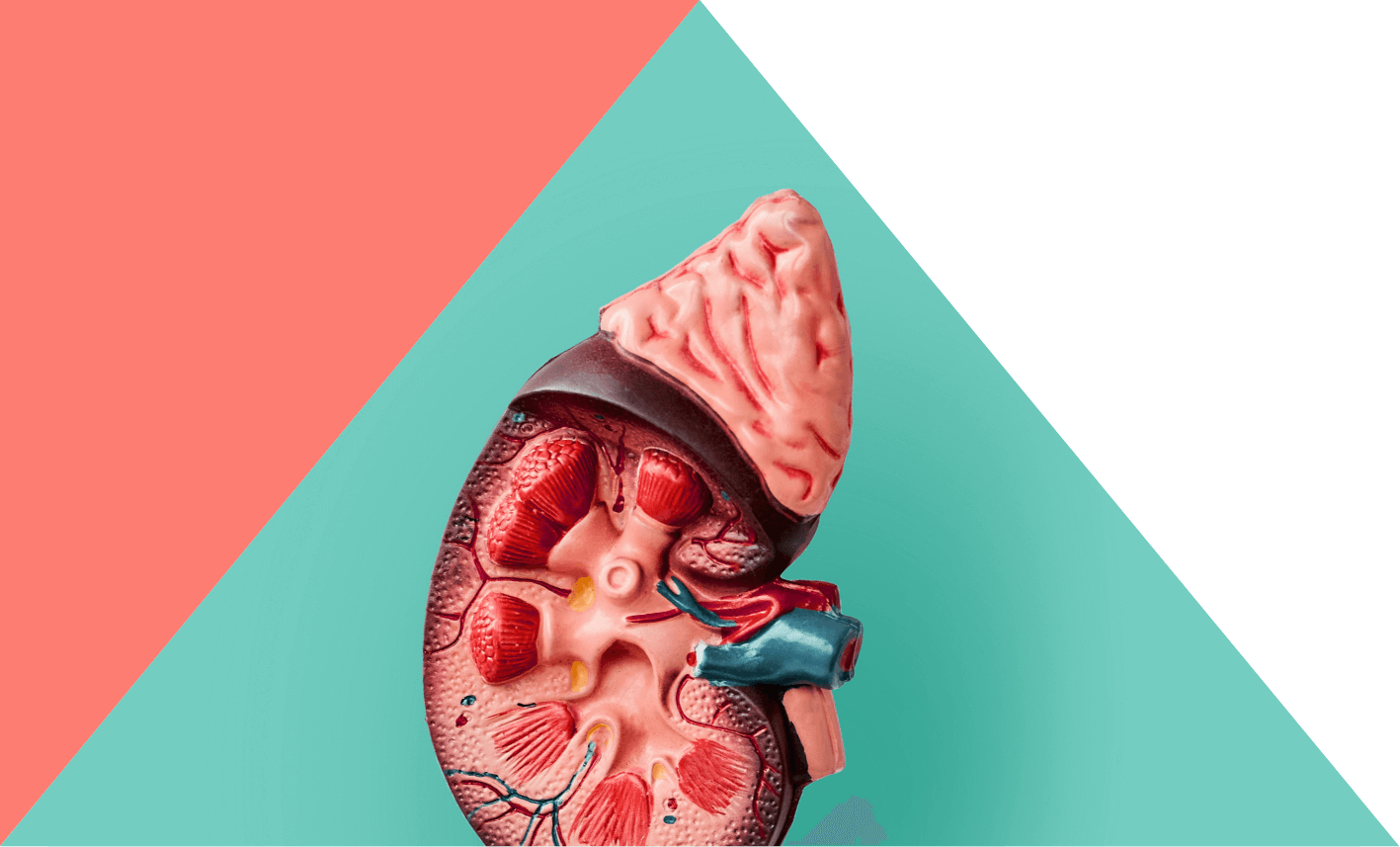 Graphic treatment of Kidney diagram